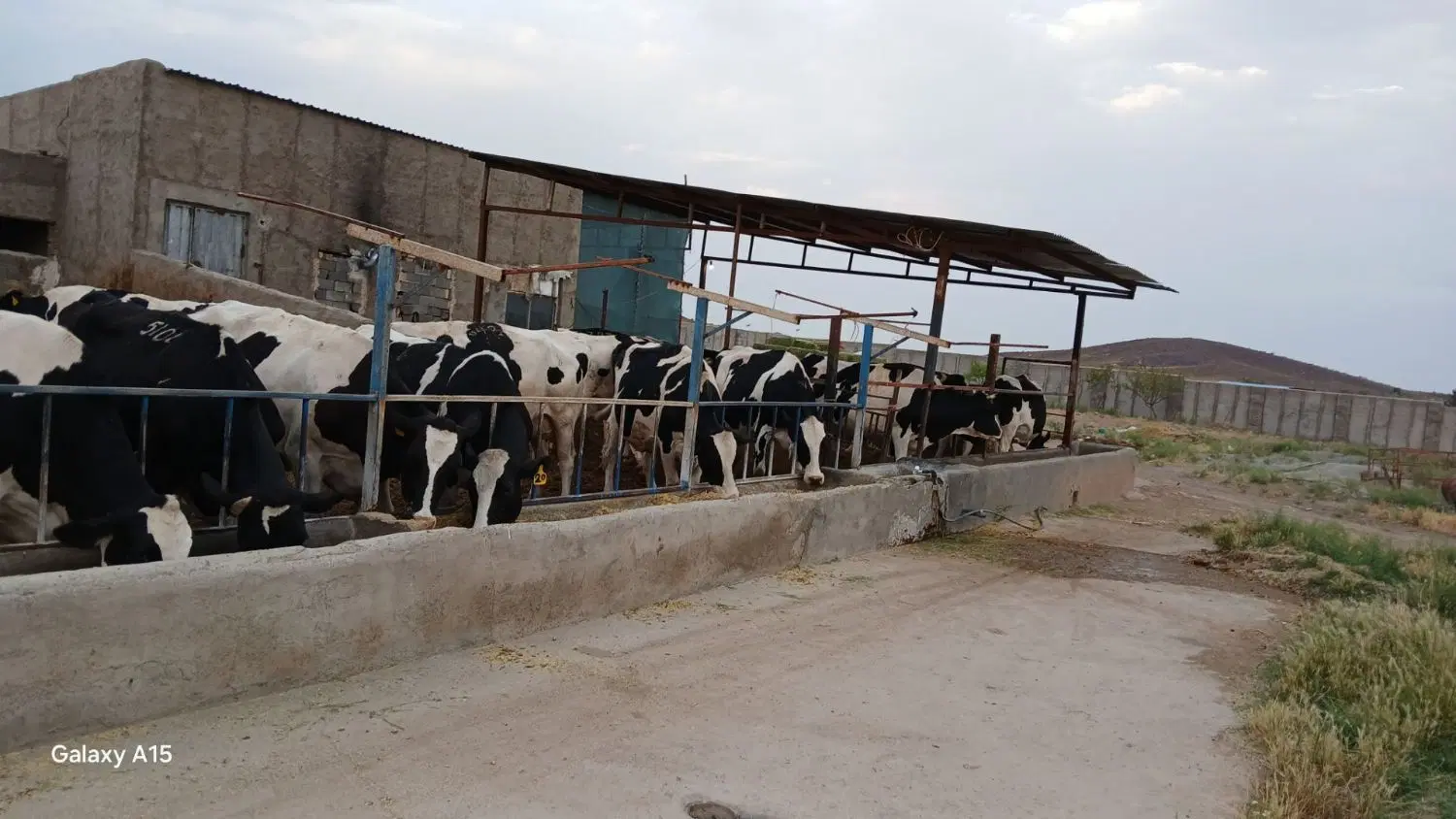 فروش گاوداری
