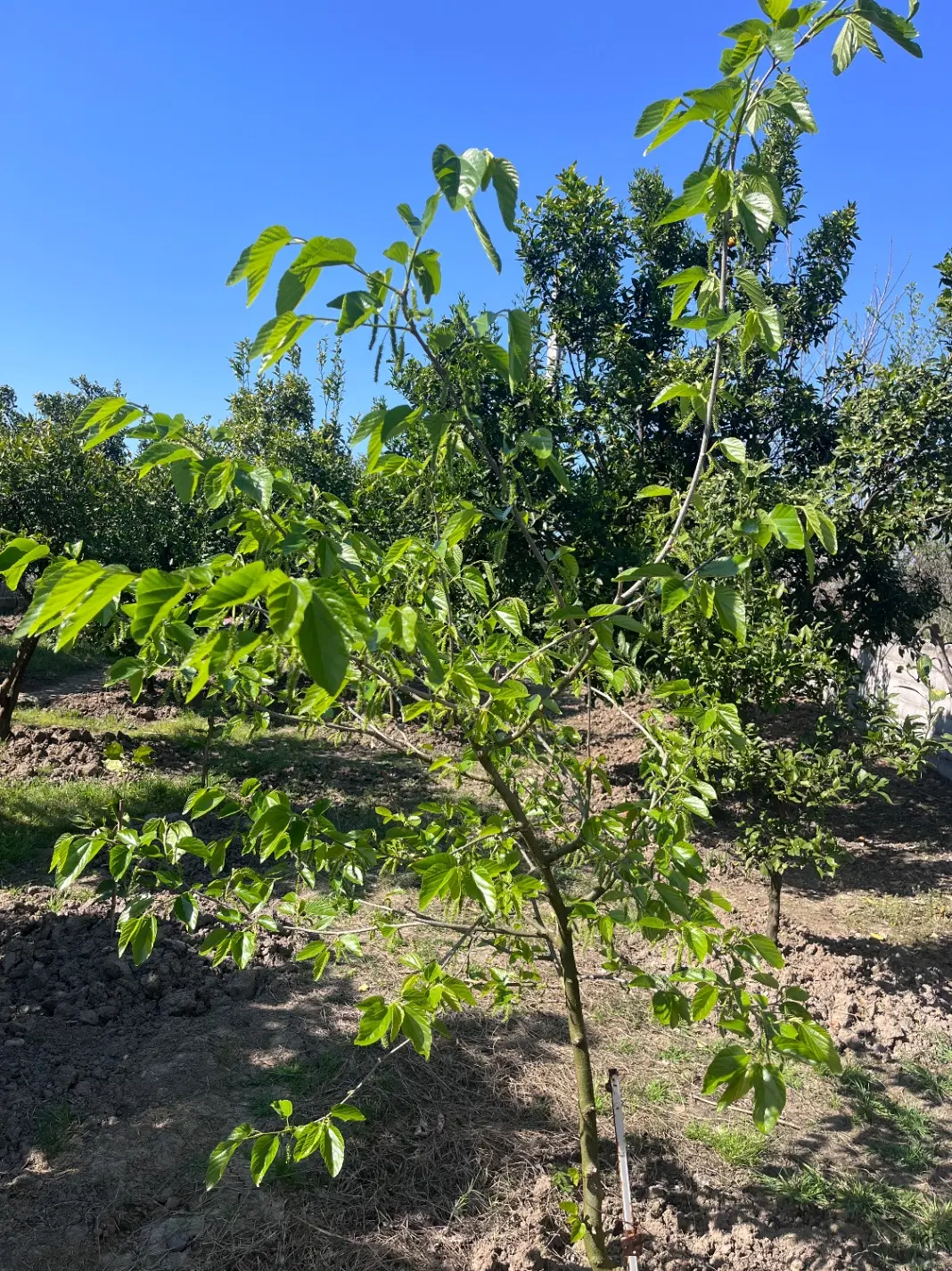 فروش زمین