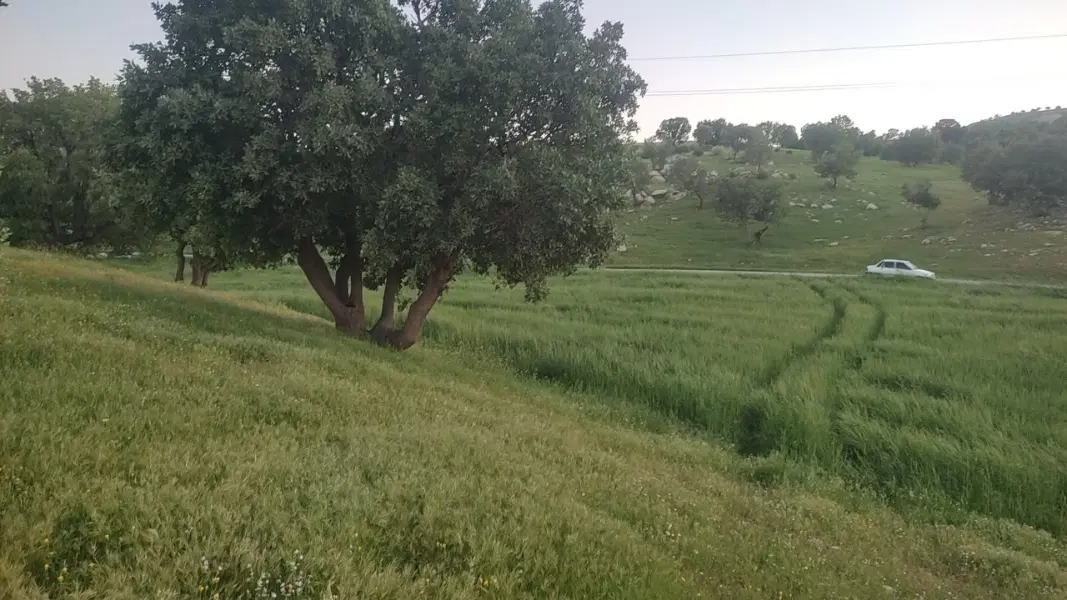فروش ۱۵۰مترزمین چالیمار ۲۰۰متربالاترآخر میلاد۴و۵