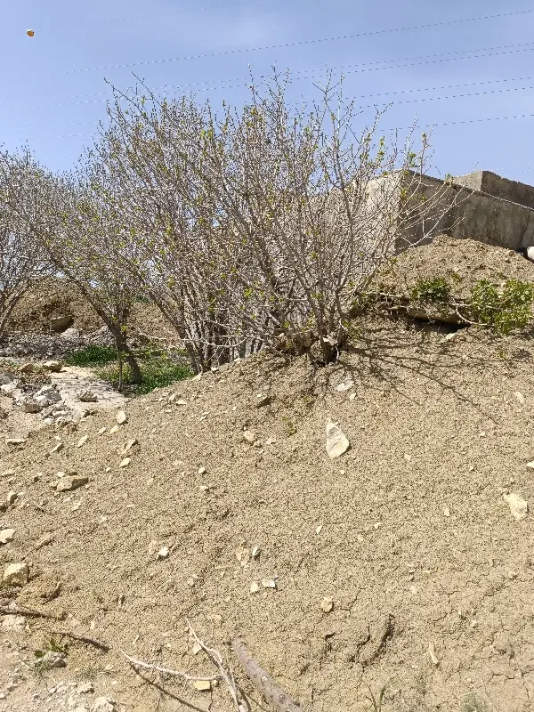 فروش زمین طلا