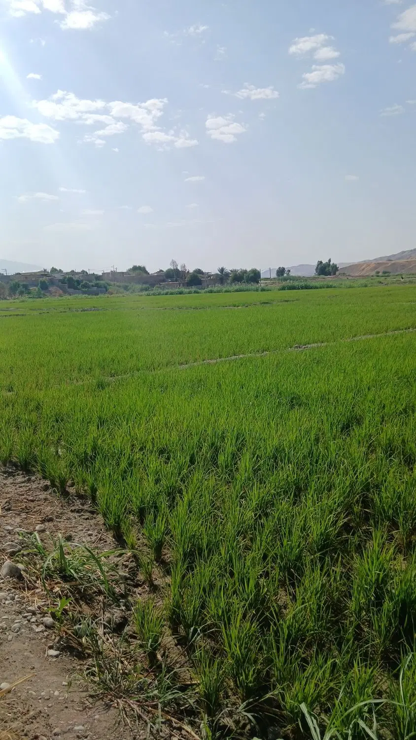 کشاورزی متن را بخوان