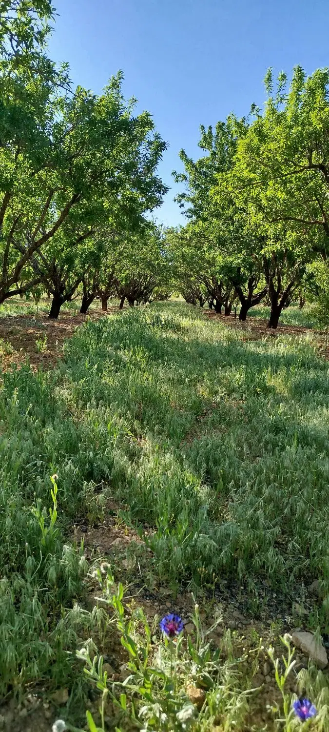 باغات مامایی