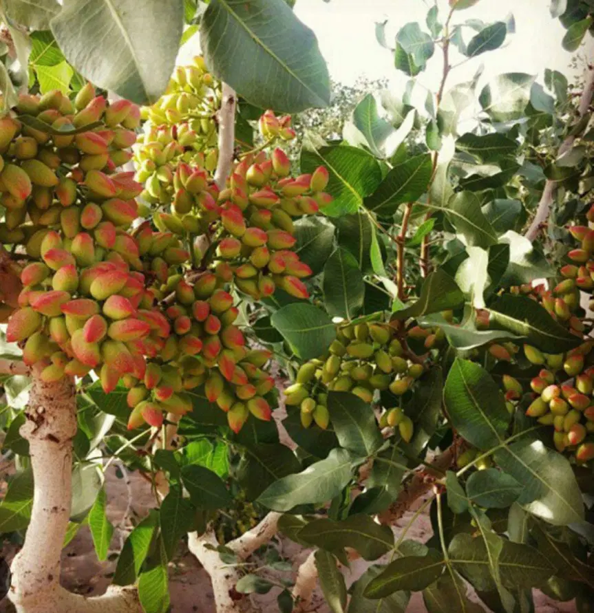 فروش باغ پسته ثمری