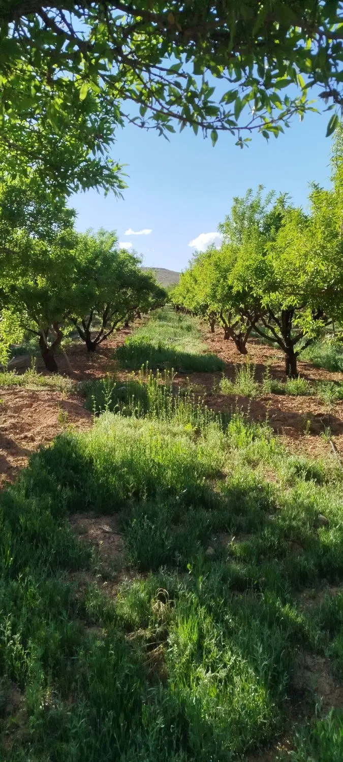 یک دست باغ بادم مامایی
