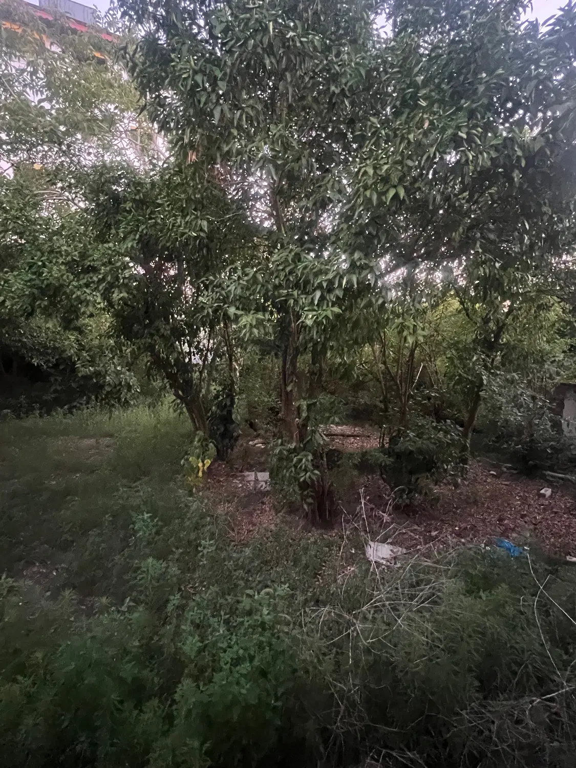 فروش زمین به همراه بنای کلنگی