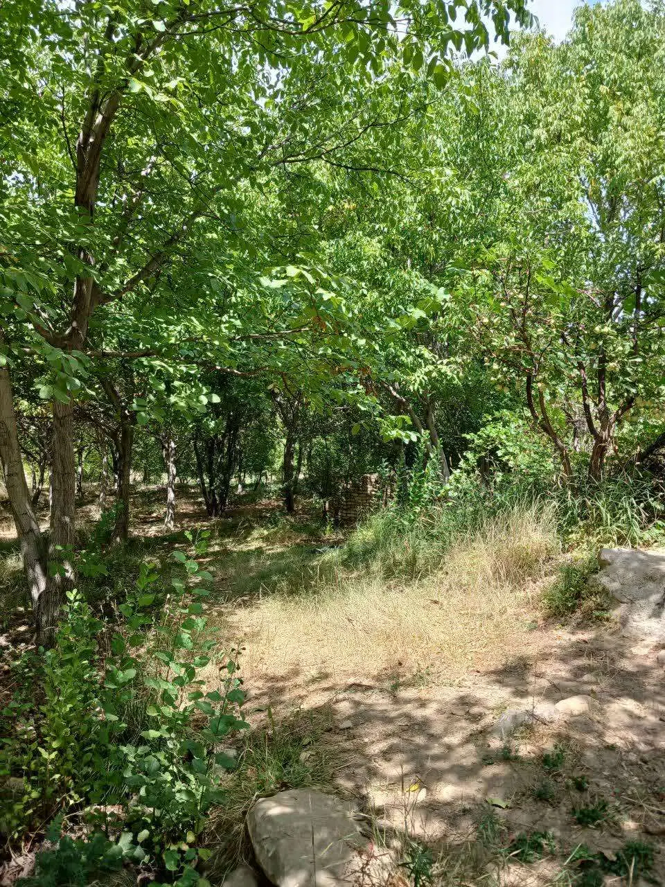 فروش باغ