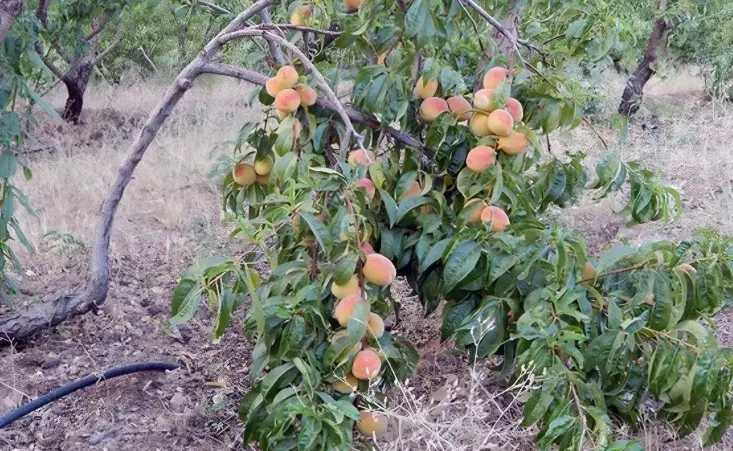 فروش باغ میوه