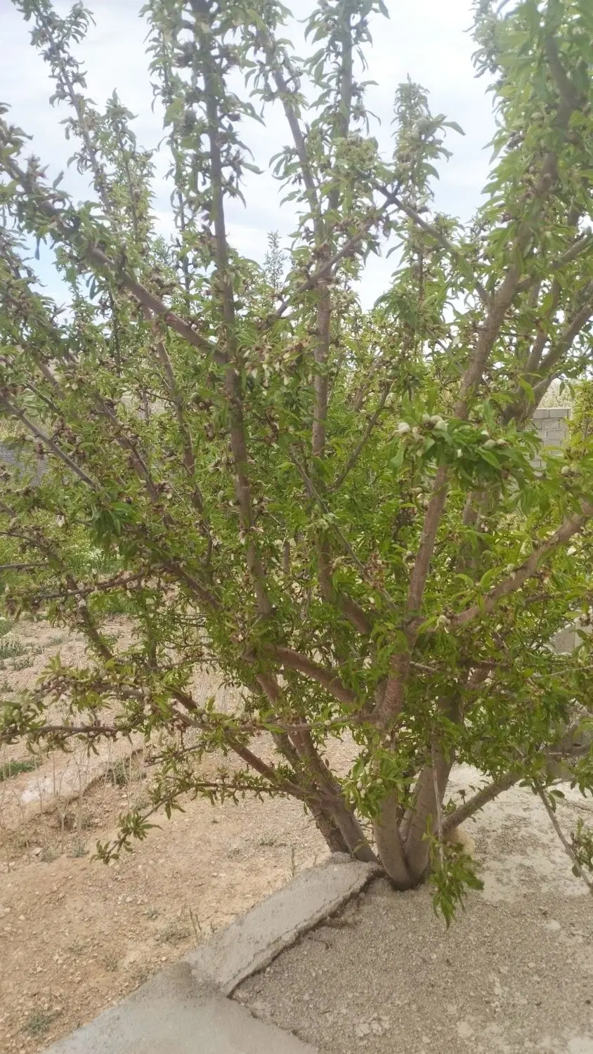 فروش باغ در دیباج3170متر