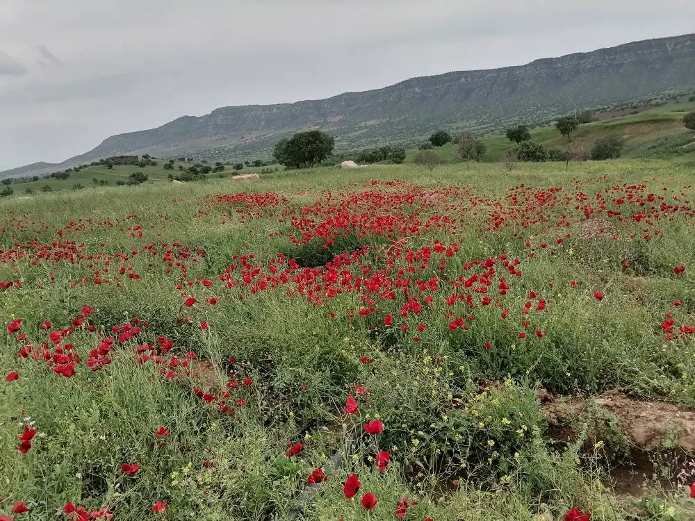 فروش زمین
