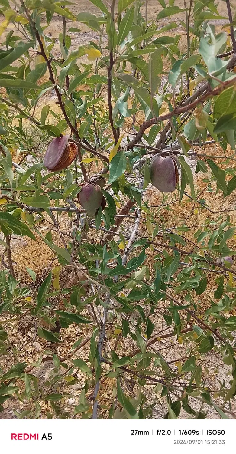 زمین ویلایی اسنجان