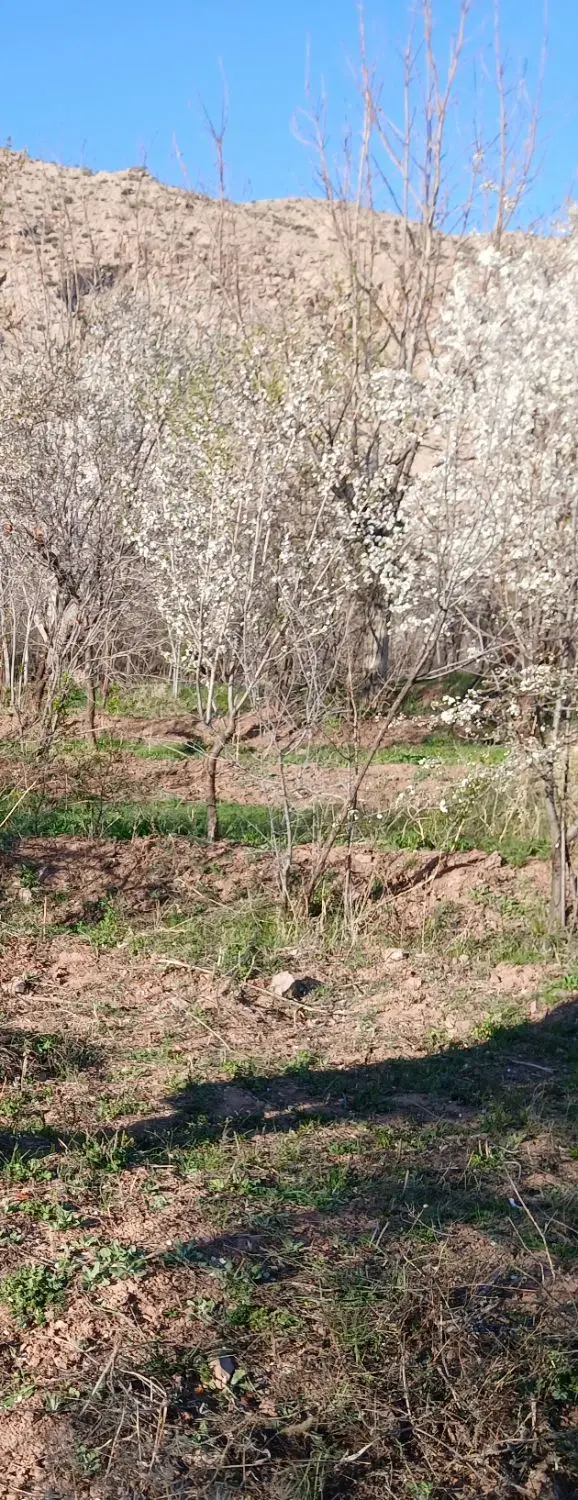 باغ مرقکان
