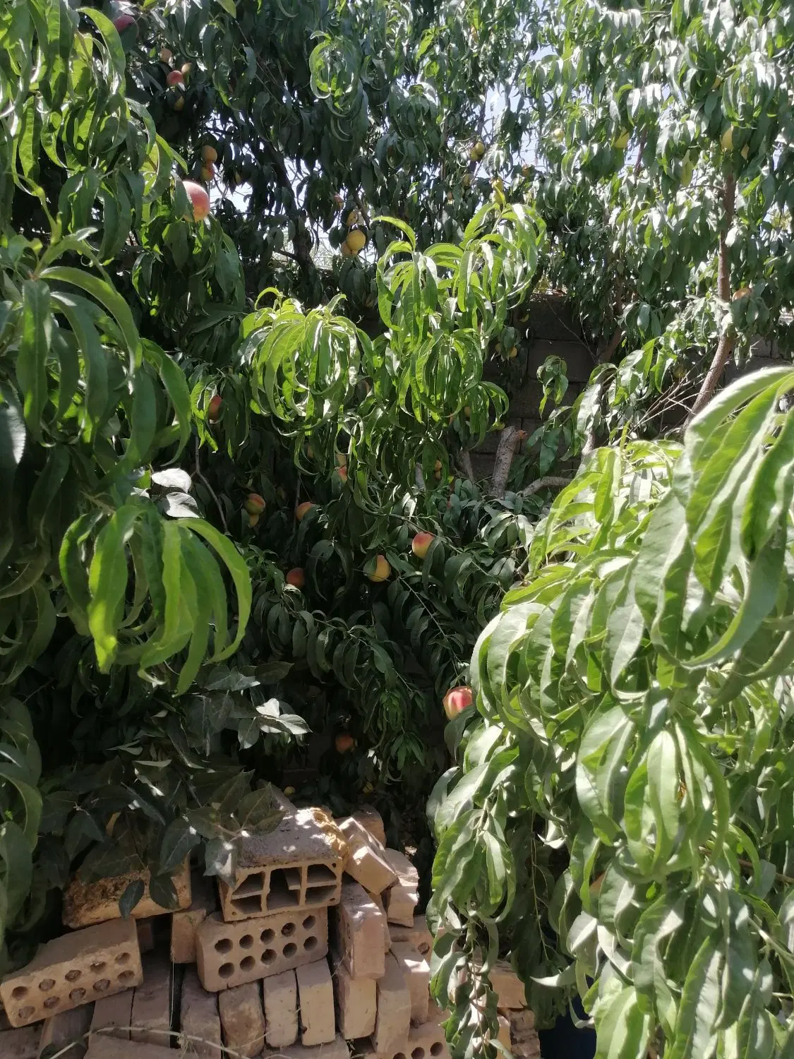 باغچه.باغ.