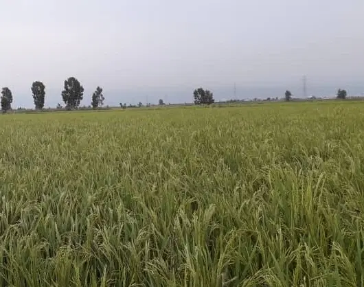 زمین کشاورزی در حاشیه شهر