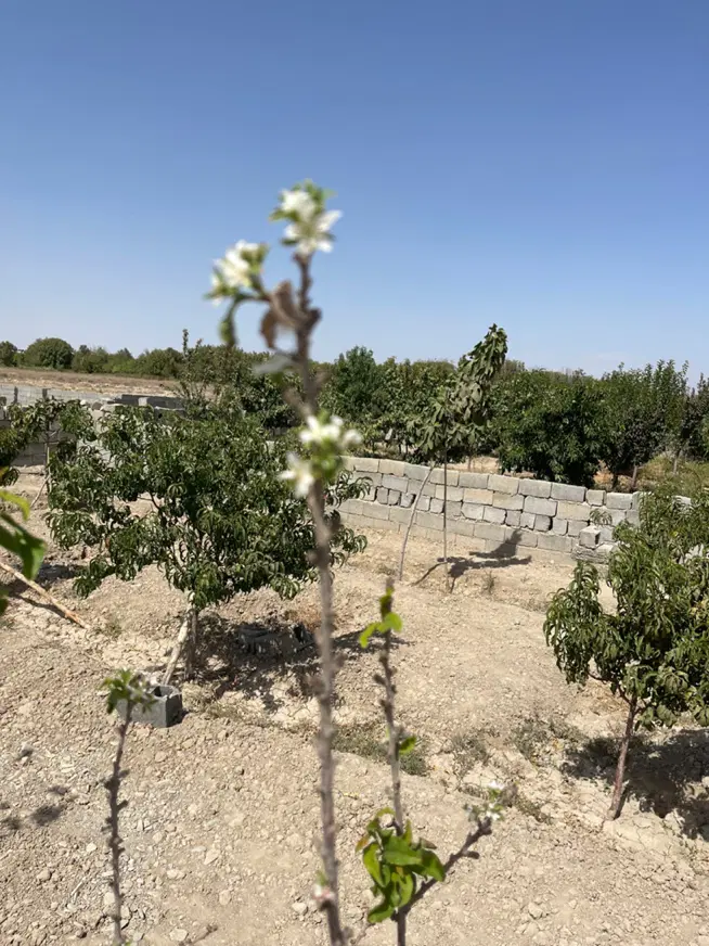 زمین باغی۲۴۰متری خوشنام