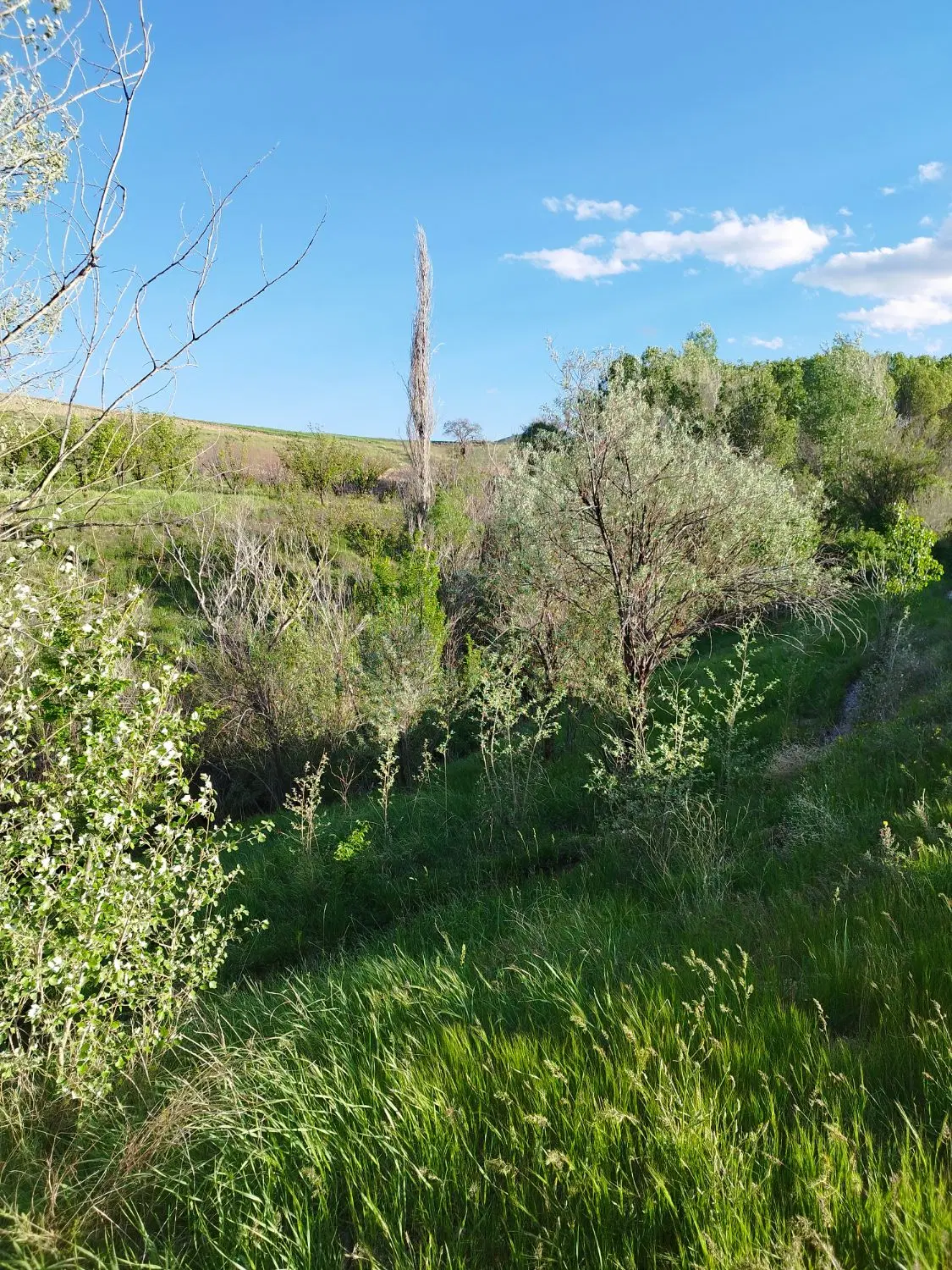 فروش فوری  دو قطعه باغ در روستای محسن آباد