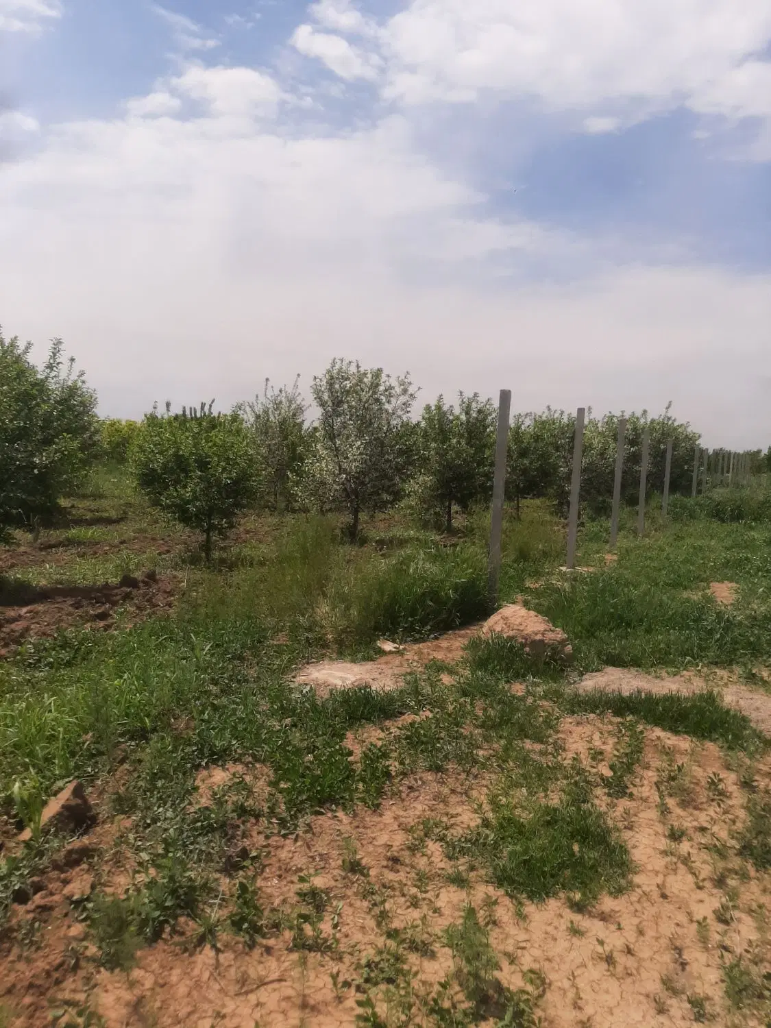 یک قطعه باغ پسته و بادام در الوند