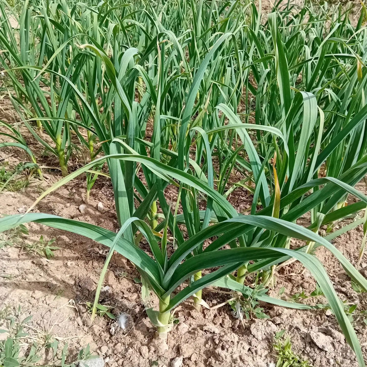 فروش زمین