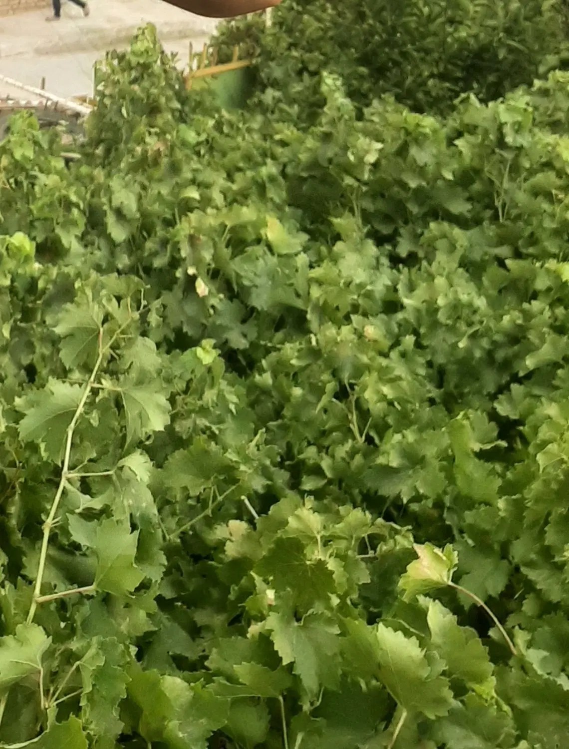 زمین مسکونی