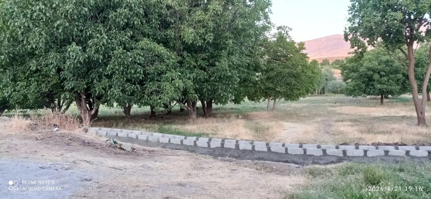 اجاره ده هکتار ذرت علوفه ای