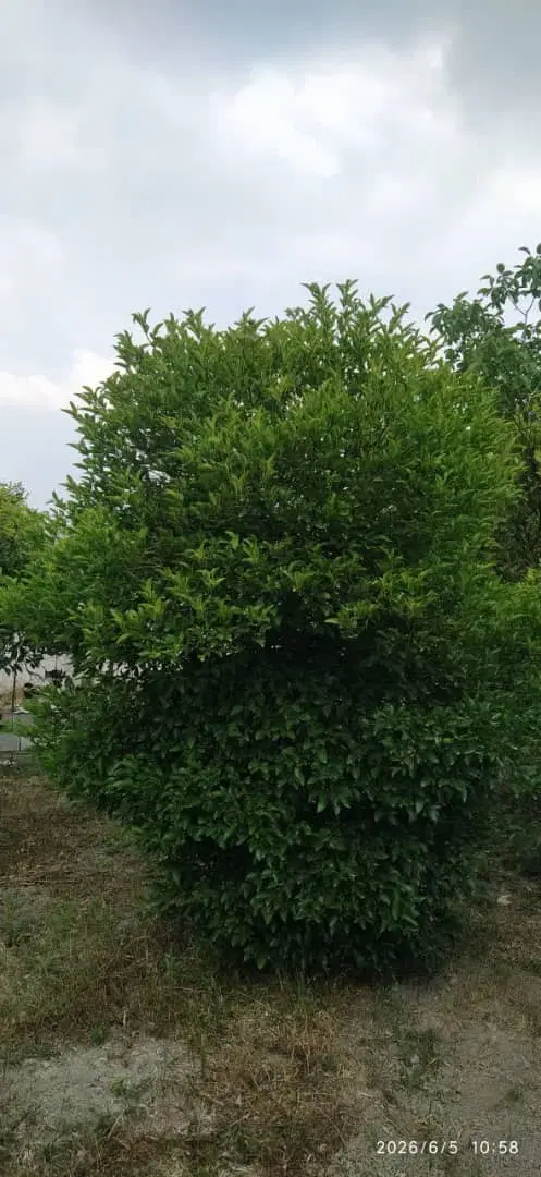 باغ ۱۸۰۰متری فول امکانات همراه با آب و برق و گاز