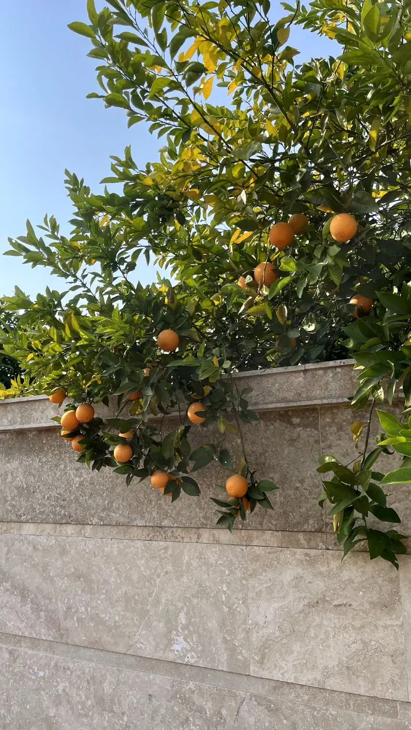 باغچه ۶۵۰ متر در لوکیشن تاپ برقدار