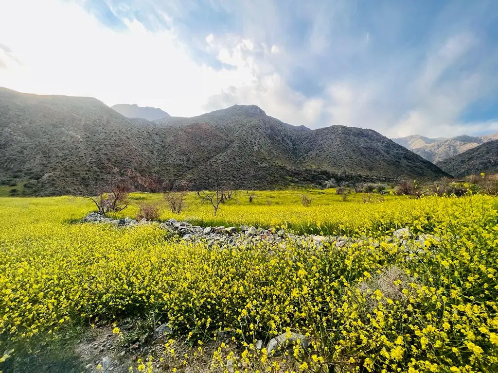 یک قطعه زمین دلفارد