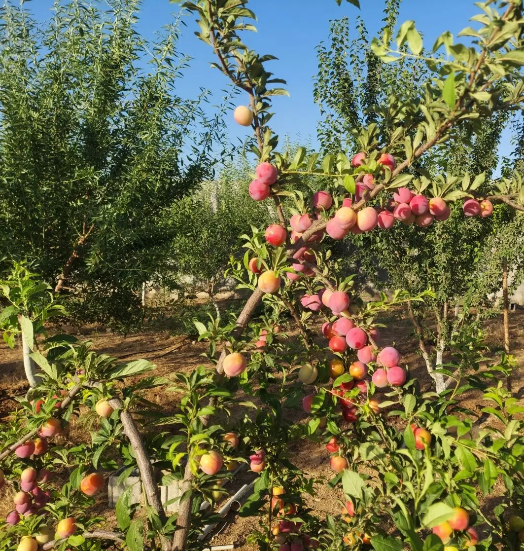 باغ مثمر سند دار بیستون چمچمال