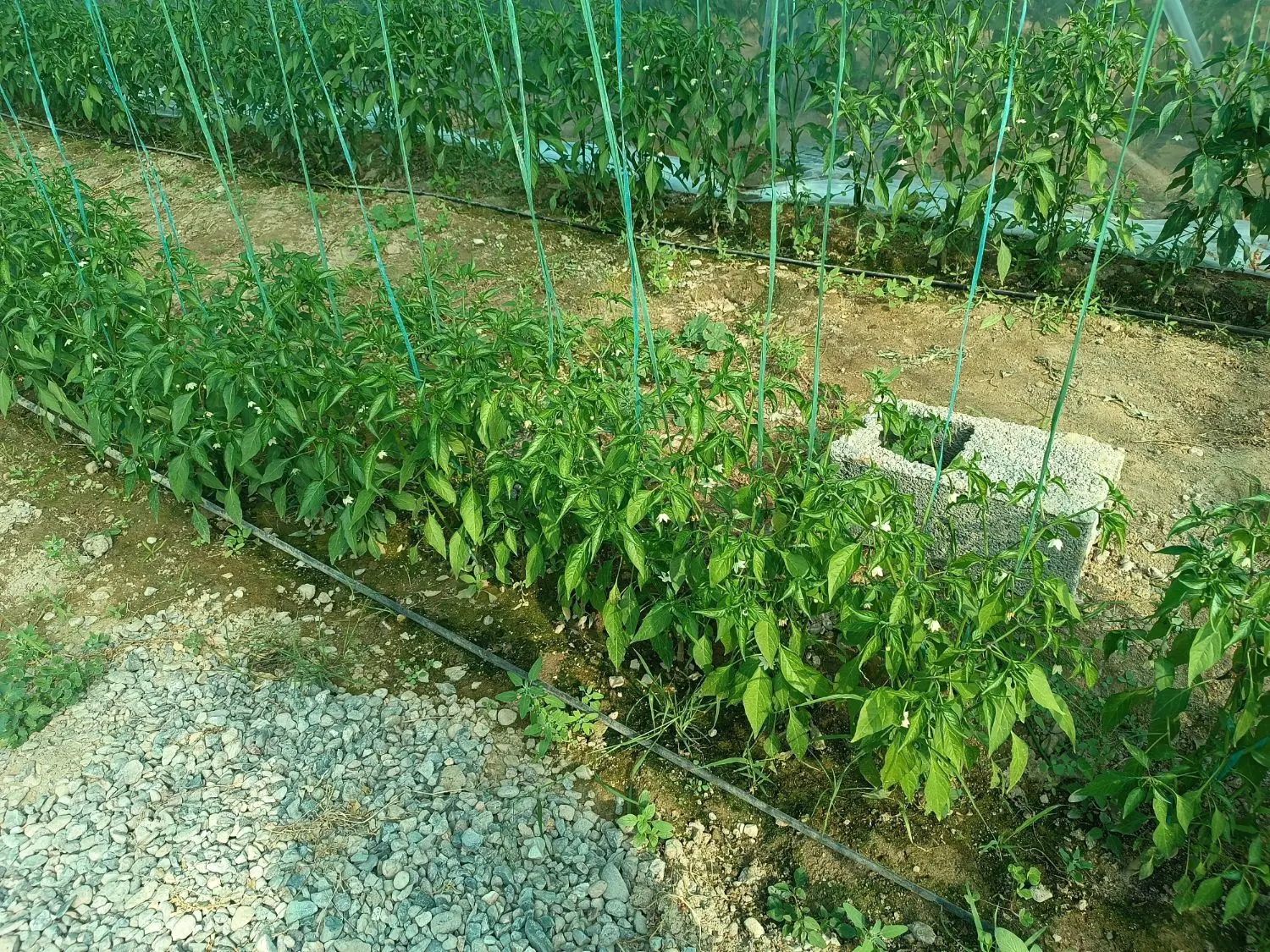 گلخانه