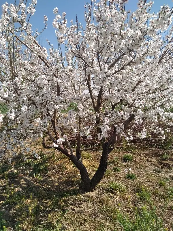 باغ سیب کودیان