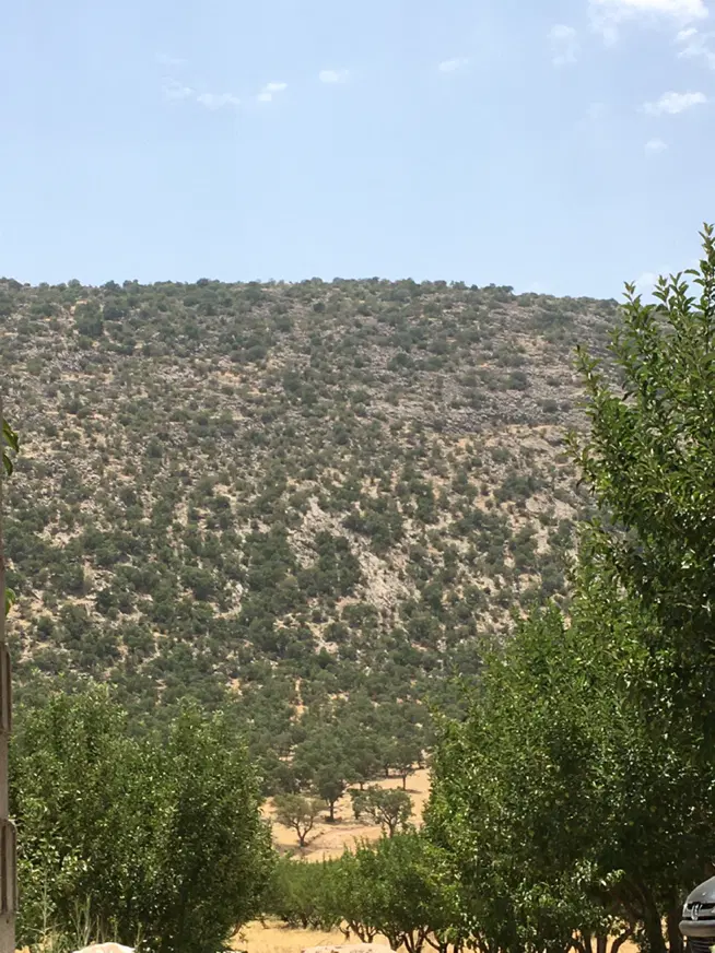 باغ دلی دشتروم