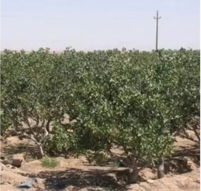 زمین پسته ای موقعیت جاده بردسیر