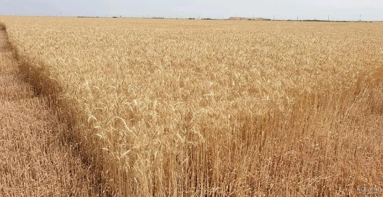 اجاره زمین کشاورزی در لیشتر