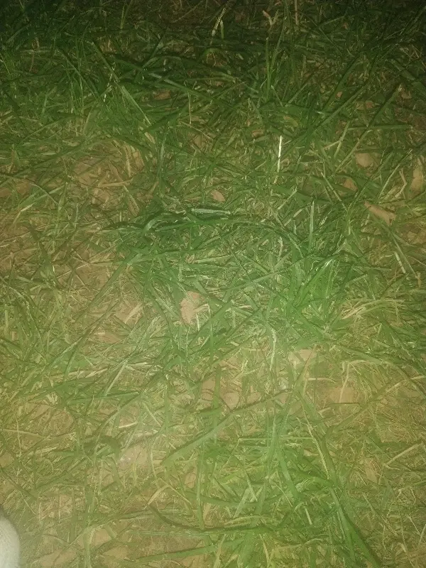 فرش یک باب مغازه هانیوان