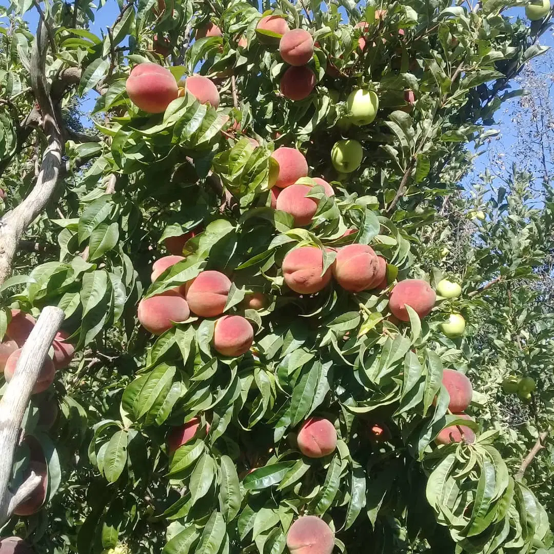 فروش باغ ثمری