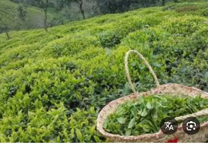 باغ چای در سوستان