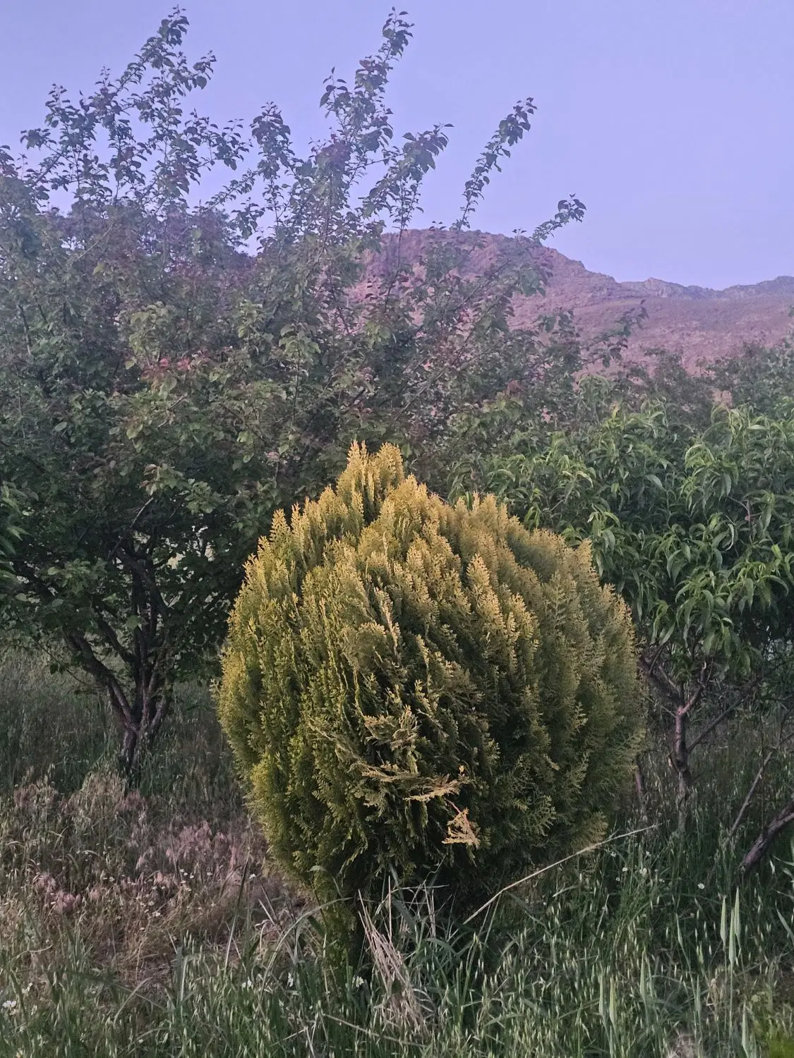 باغ ده ساله داخل مجتمع