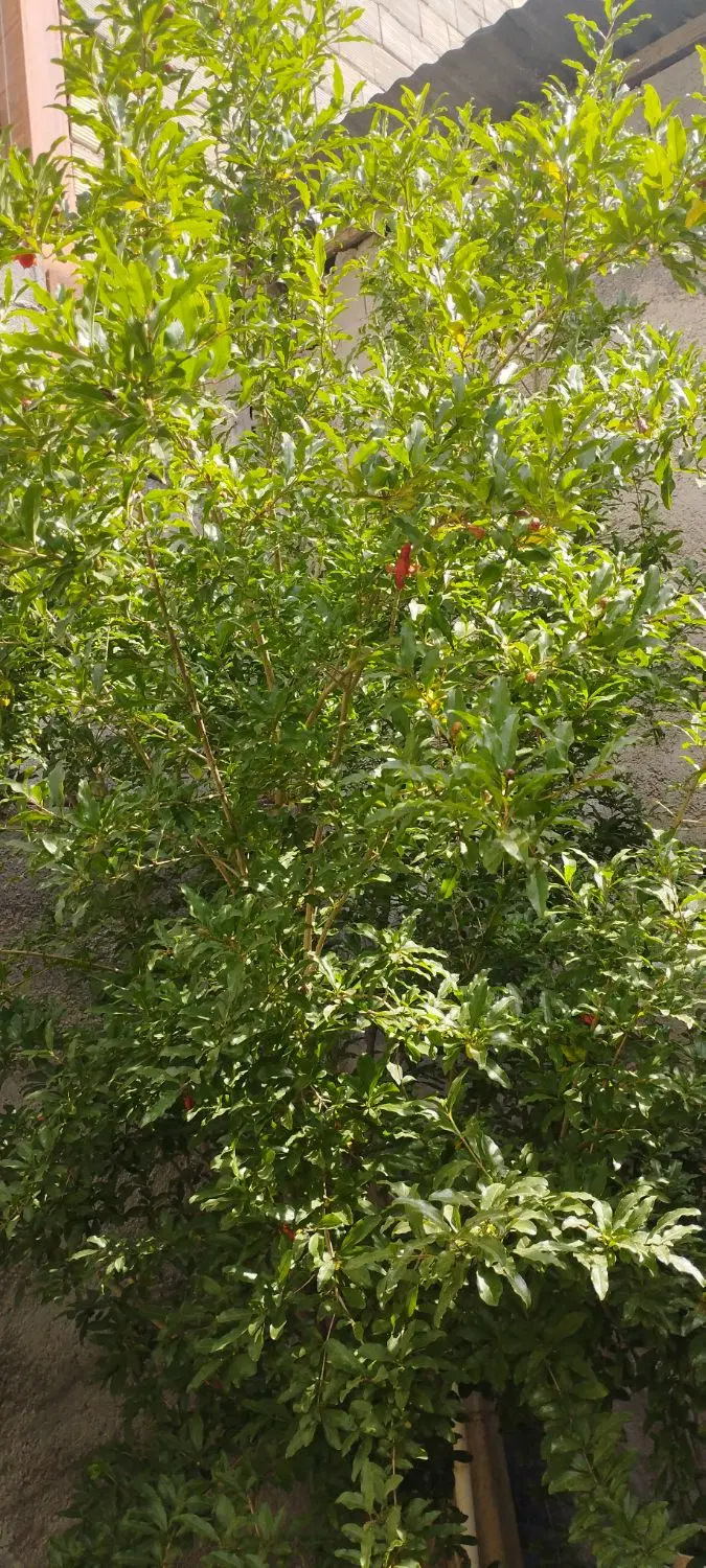 خانه ویلایی 164متر زمین و120متر بناه 40مترمغازه