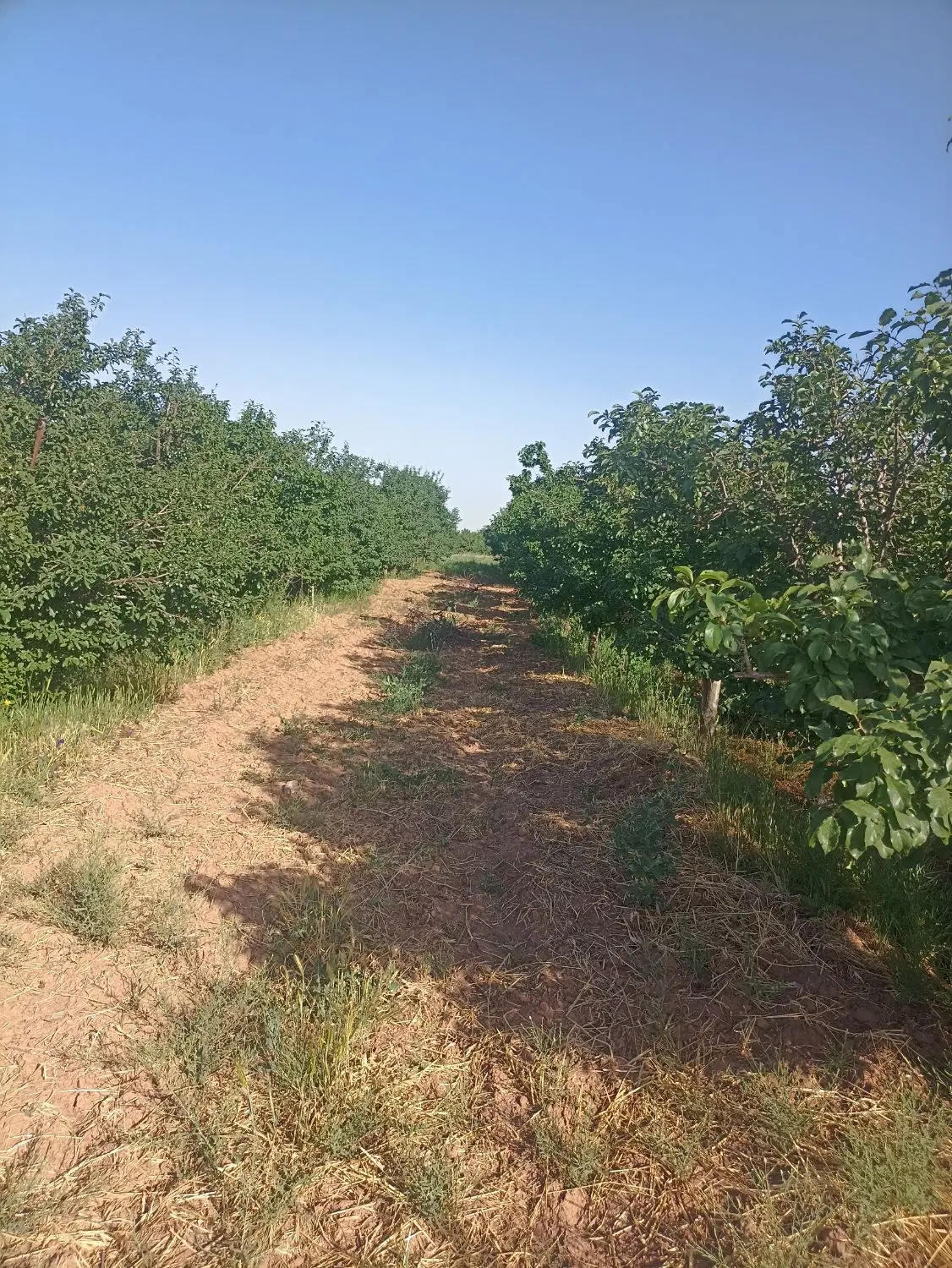 باغ آلو واقع در روستای دشت