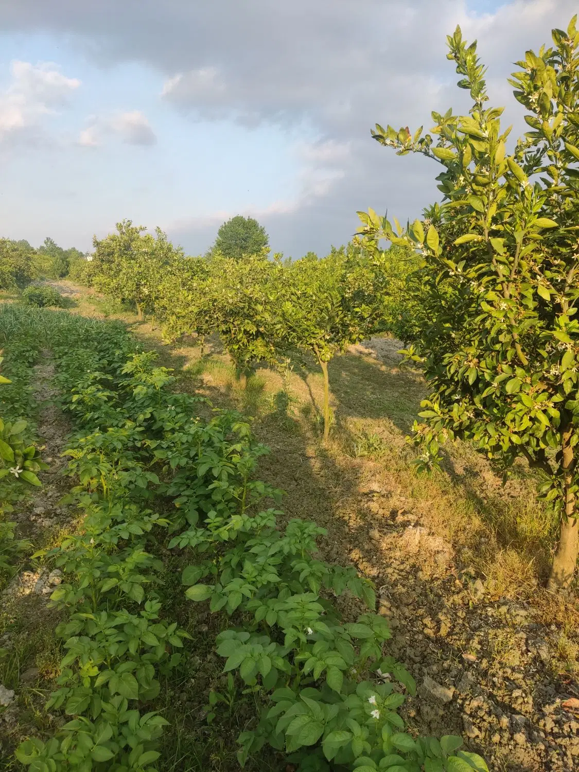 زمین کشاورزی