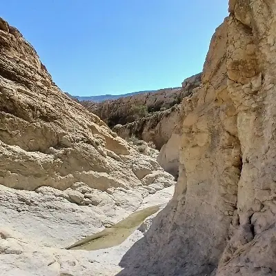 زمین باغی