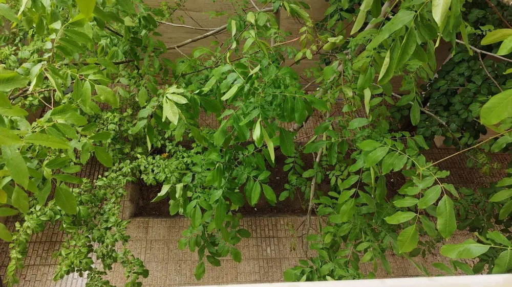 باغ کنار جاده روستای چیر روبروی پمپ بنزین