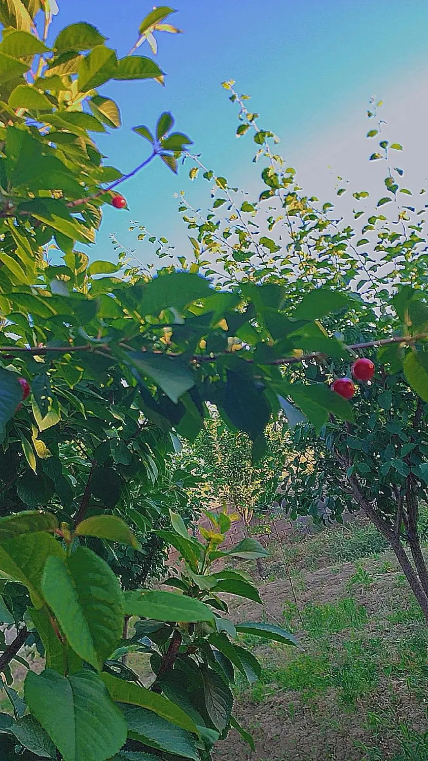 هزارمتر باغ در روستای افسریه جاده رستوران مادرخوب