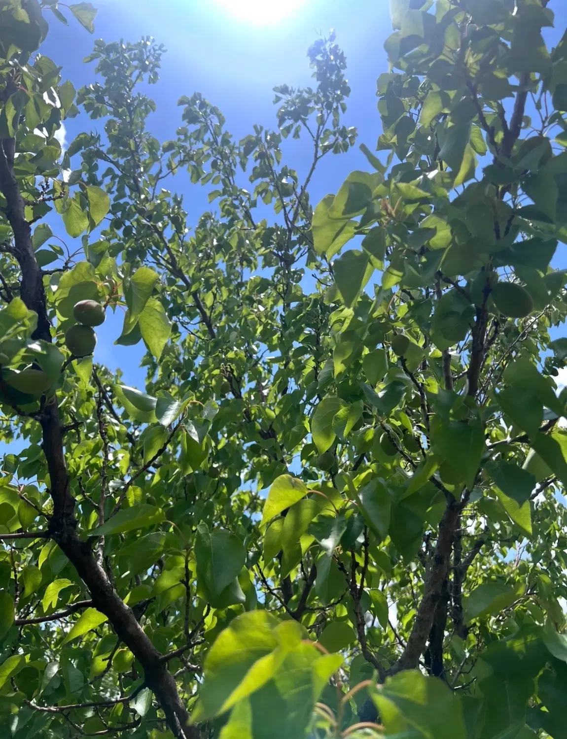 زمین ۱۵۰۰ متری باغشهر فرهنگیان ۲