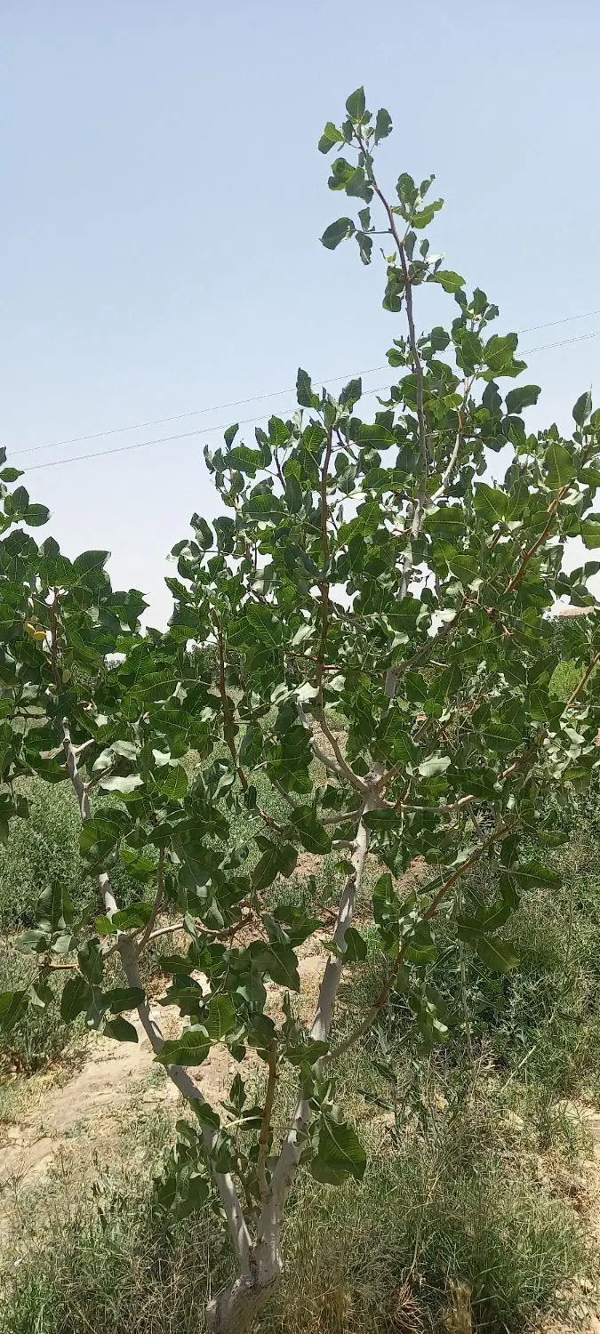 باغ پسته