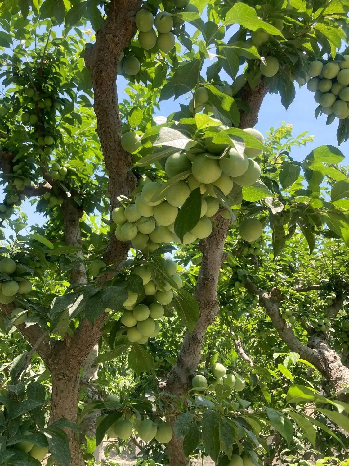 باغچه ۶۵۰ متری