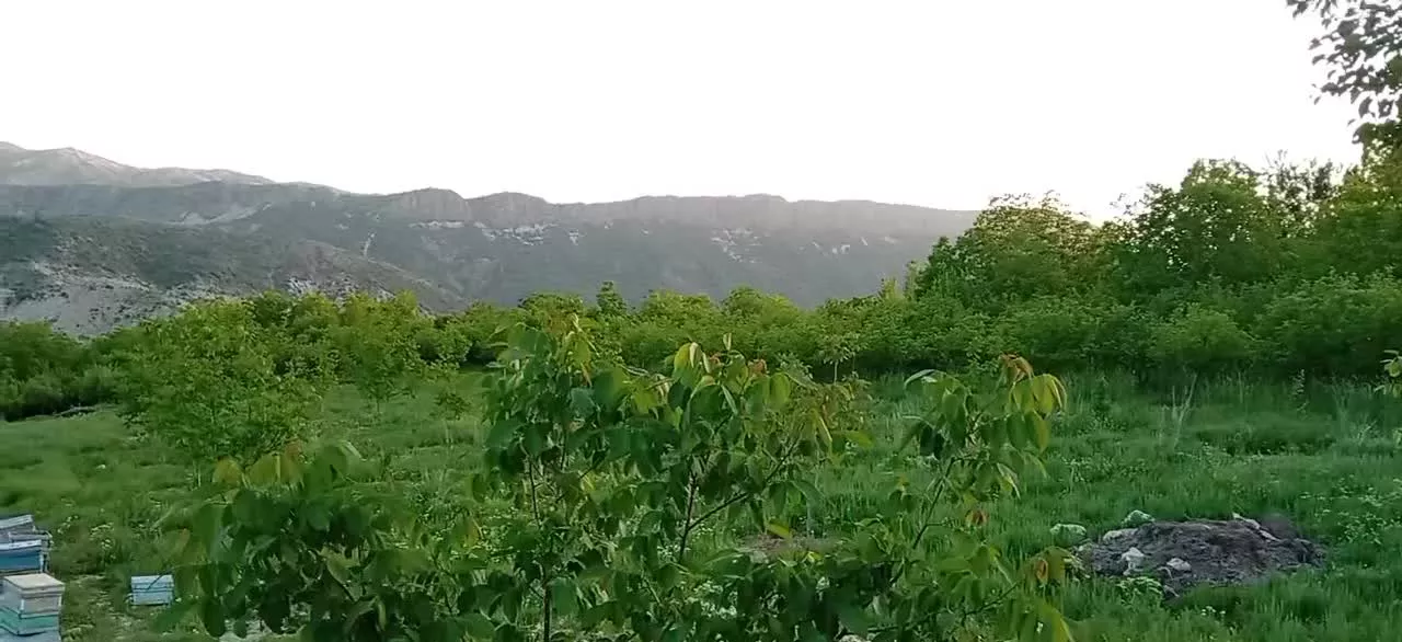 باغ و باغچه