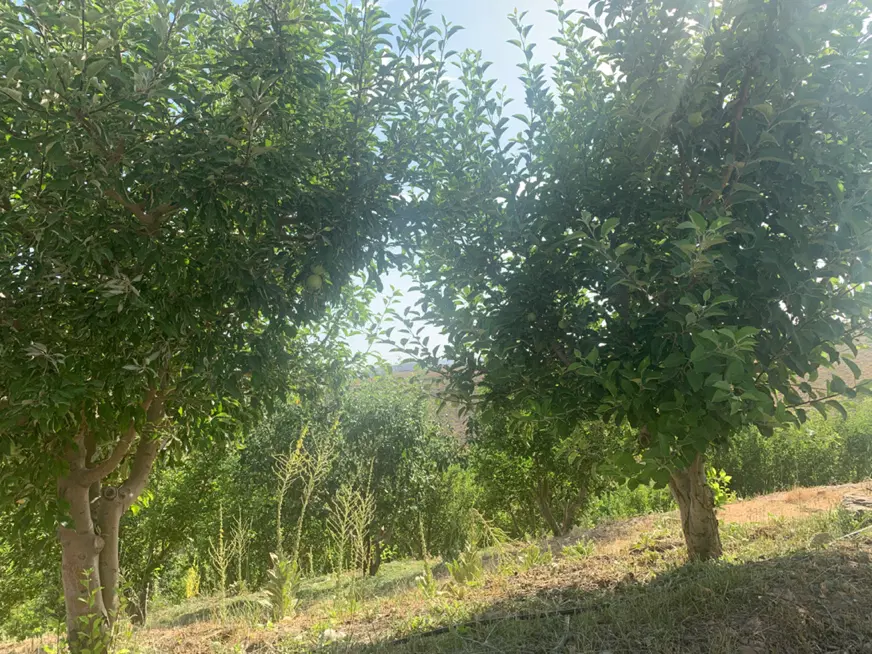 باغ هکتاری میوه درختان ۲۰ساله (جابان دماوند)