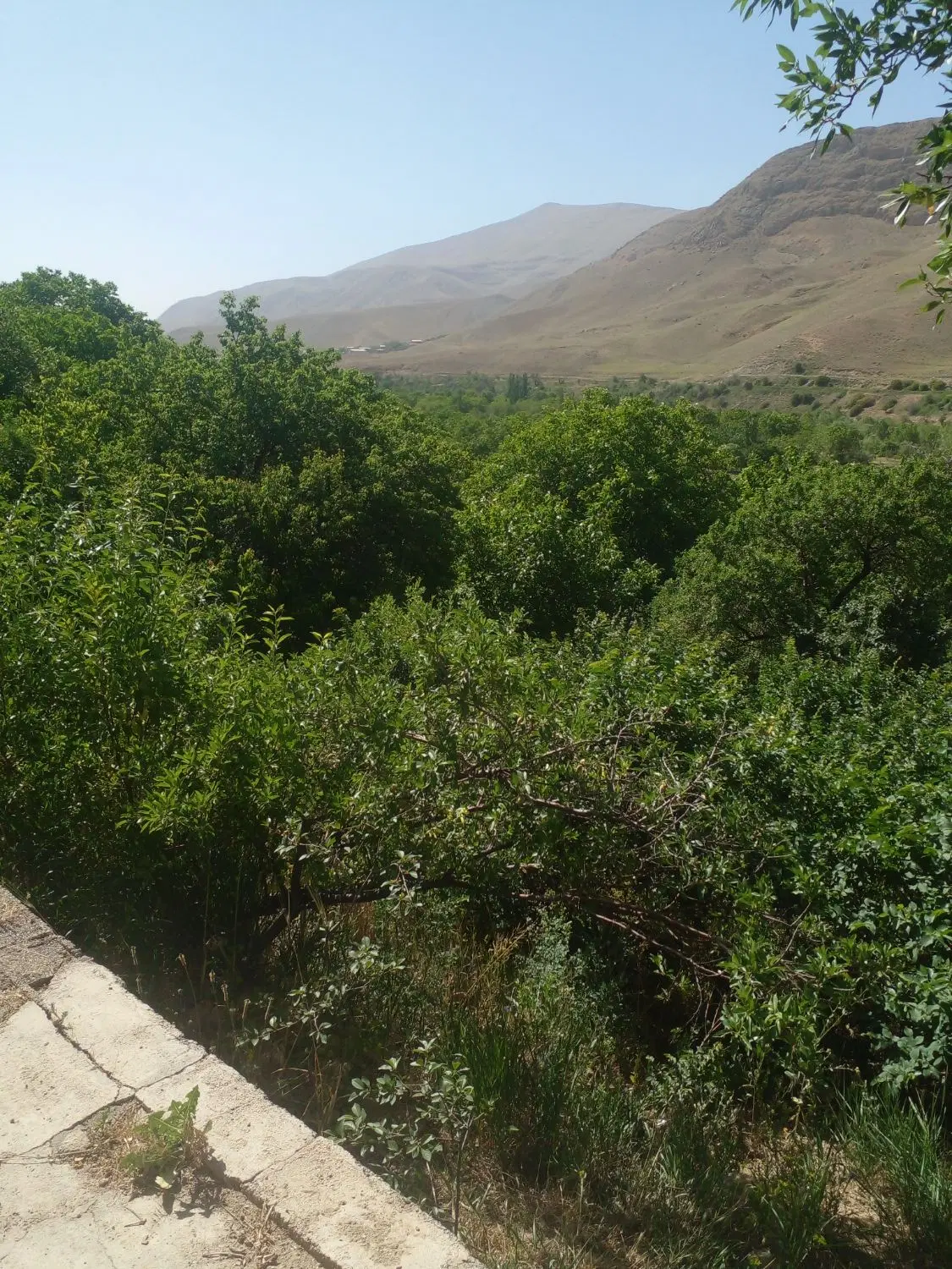 یک قطعه باغ سرسبز بااب دائم
