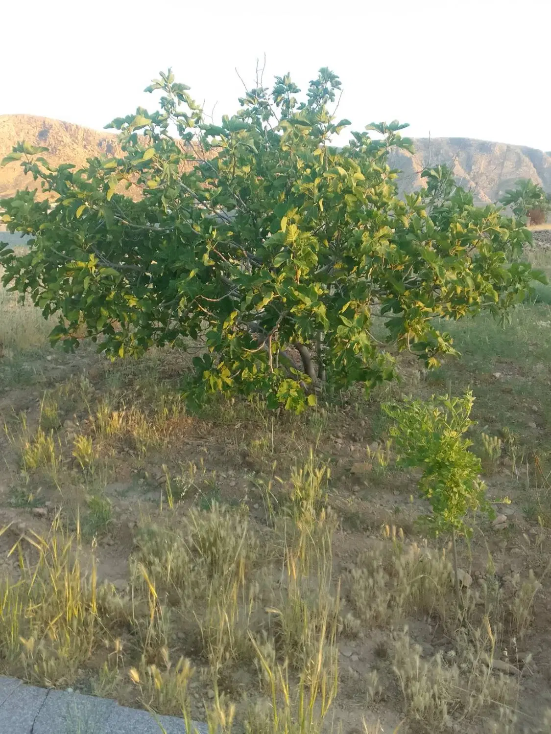 باغچه زرقان