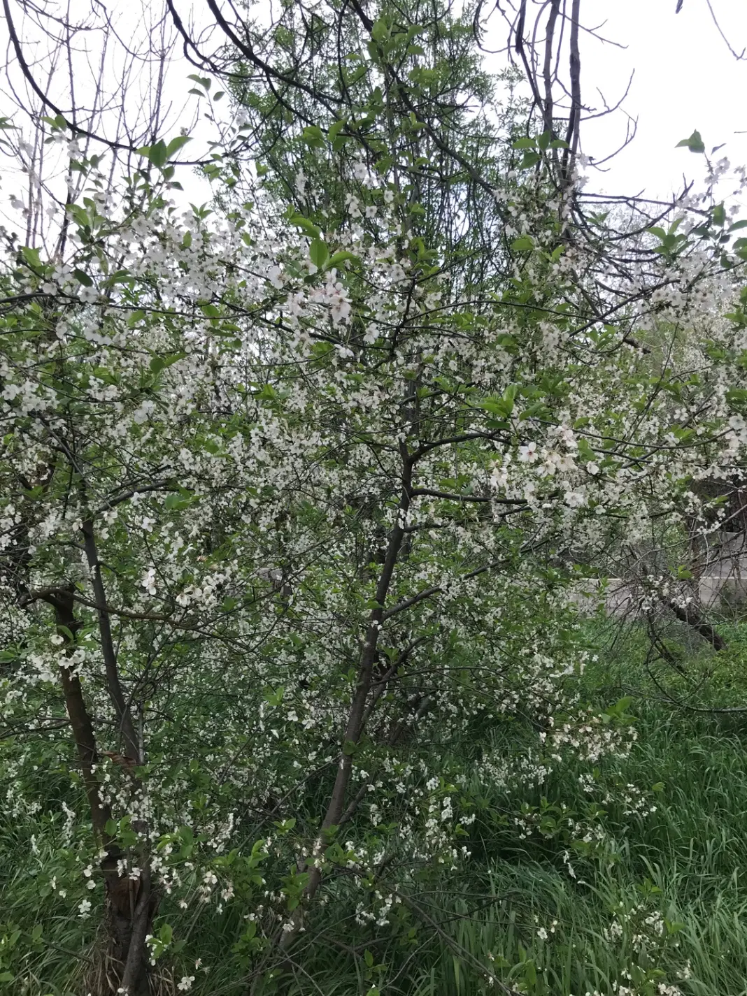 باغ ۹۰۰ متری ابرده سفلی